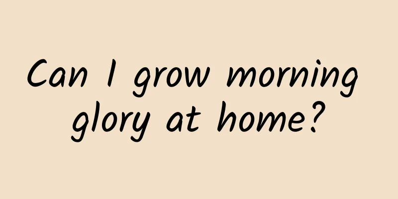 Can I grow morning glory at home?