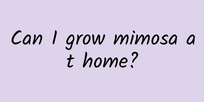 Can I grow mimosa at home?