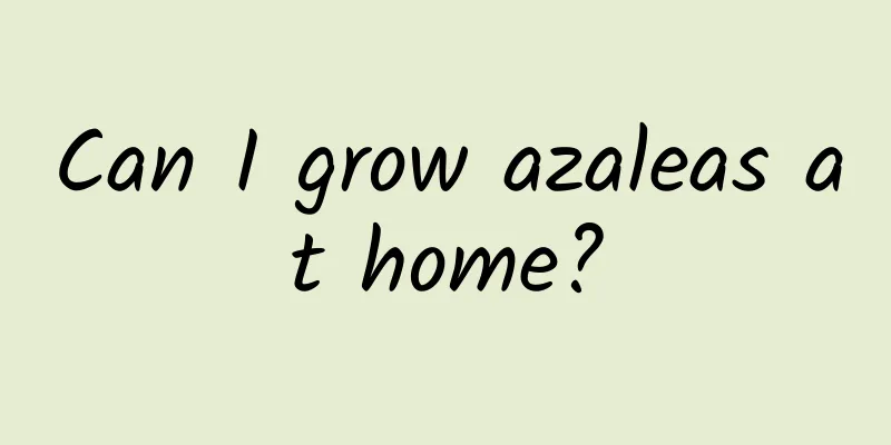 Can I grow azaleas at home?