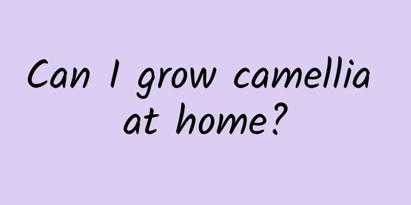 Can I grow camellia at home?
