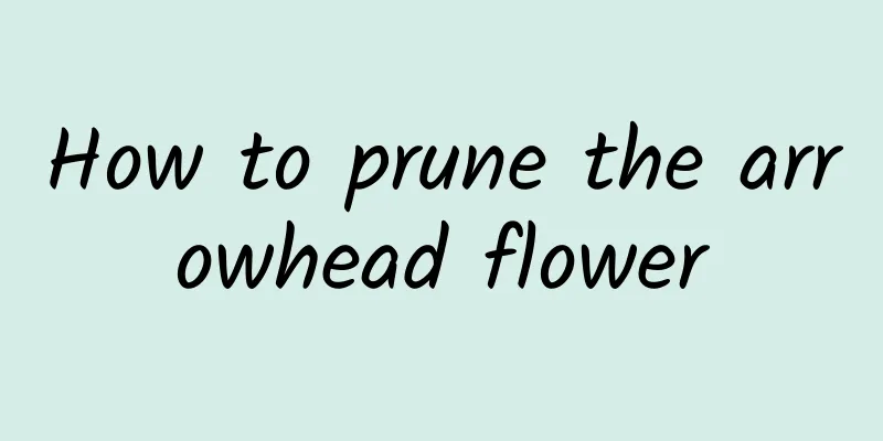 How to prune the arrowhead flower