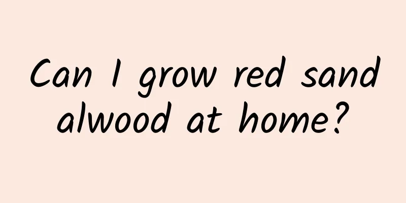 Can I grow red sandalwood at home?