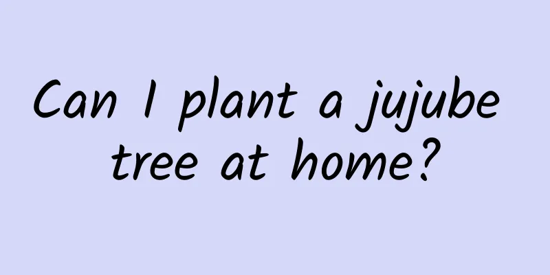 Can I plant a jujube tree at home?