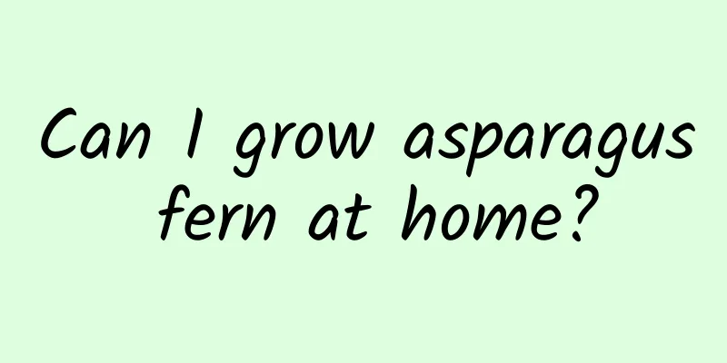 Can I grow asparagus fern at home?