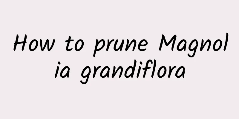 How to prune Magnolia grandiflora