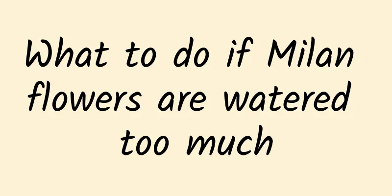 What to do if Milan flowers are watered too much