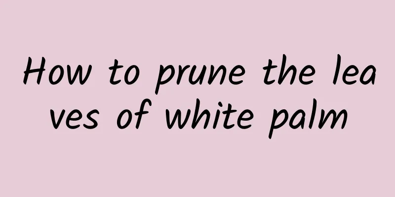 How to prune the leaves of white palm
