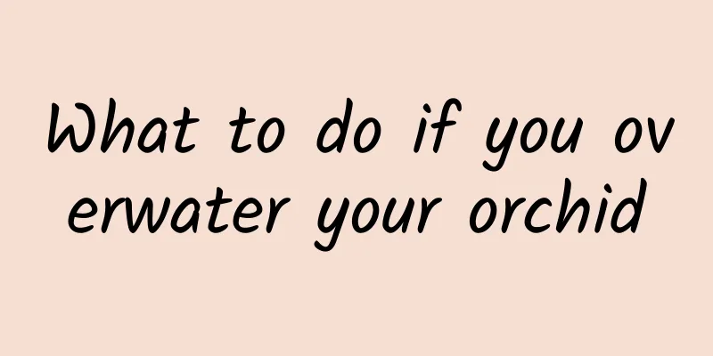 What to do if you overwater your orchid