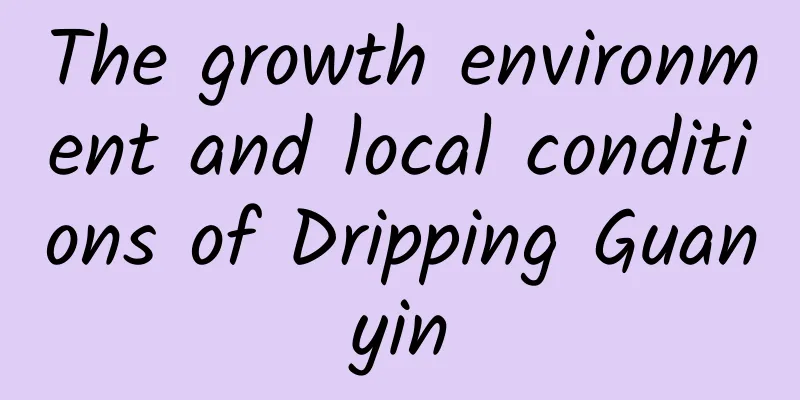 The growth environment and local conditions of Dripping Guanyin