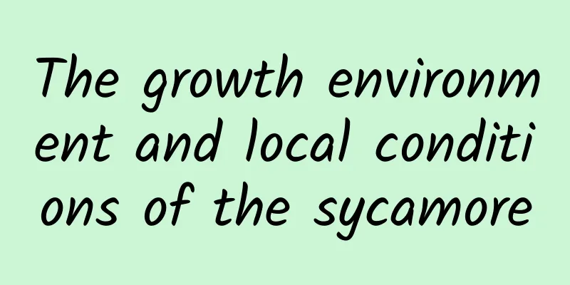 The growth environment and local conditions of the sycamore