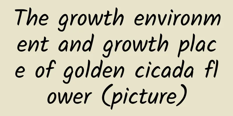 The growth environment and growth place of golden cicada flower (picture)