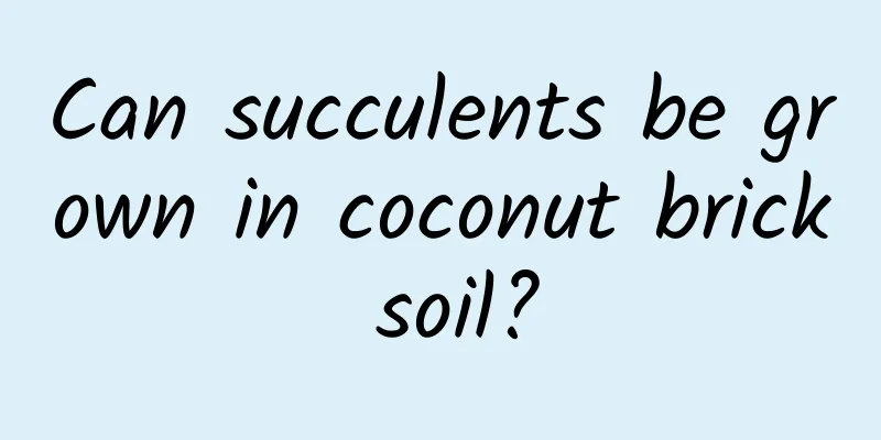 Can succulents be grown in coconut brick soil?
