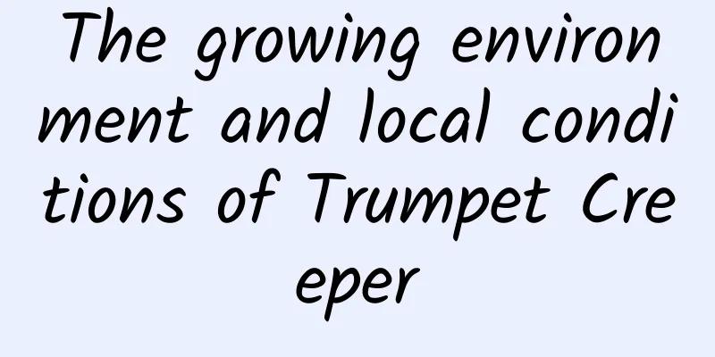 The growing environment and local conditions of Trumpet Creeper