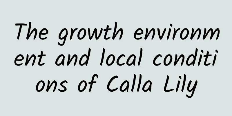 The growth environment and local conditions of Calla Lily