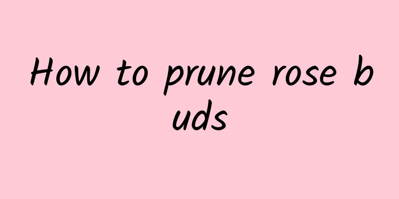 How to prune rose buds