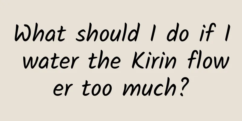 What should I do if I water the Kirin flower too much?