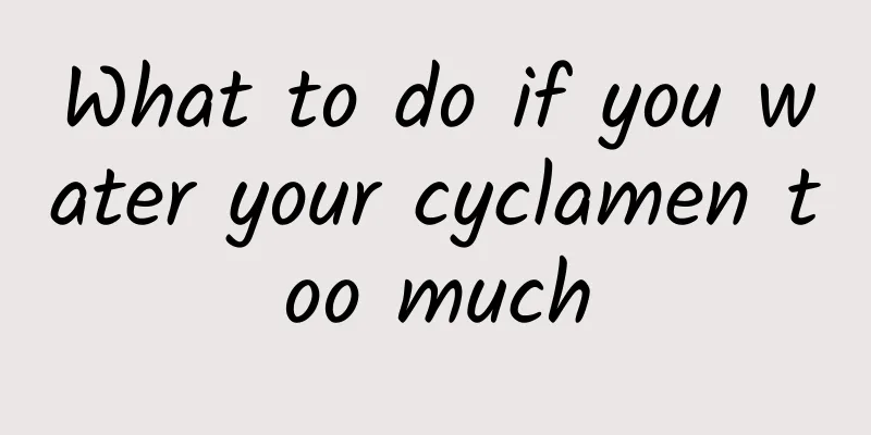 What to do if you water your cyclamen too much