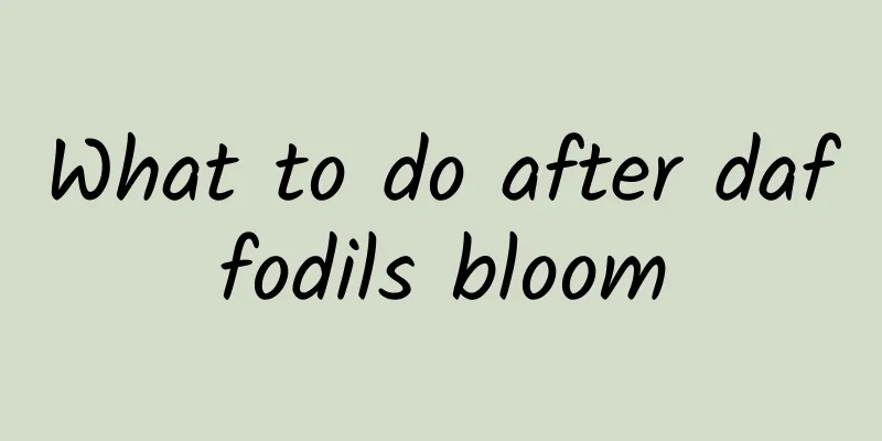 What to do after daffodils bloom