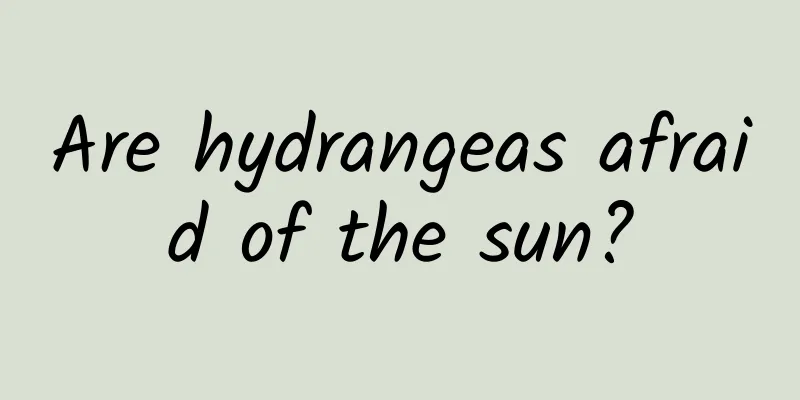 Are hydrangeas afraid of the sun?
