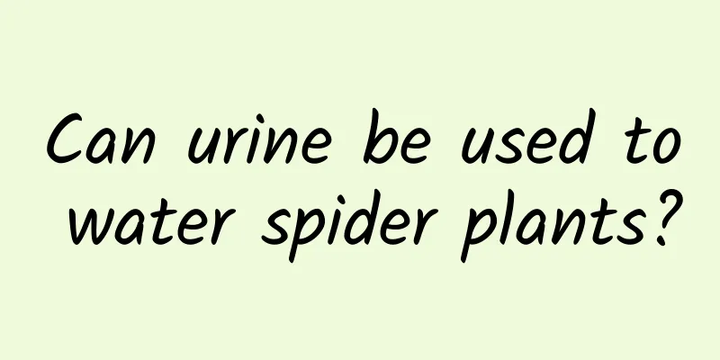 Can urine be used to water spider plants?