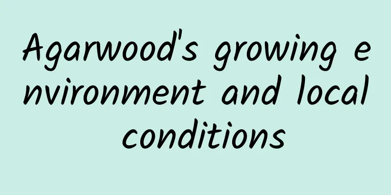 Agarwood's growing environment and local conditions