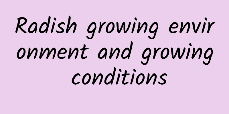 Radish growing environment and growing conditions