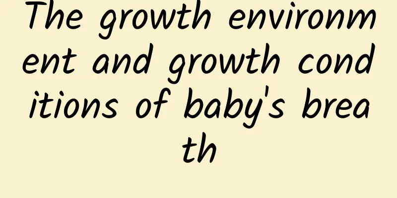 The growth environment and growth conditions of baby's breath