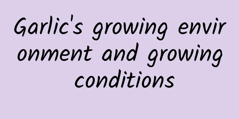 Garlic's growing environment and growing conditions