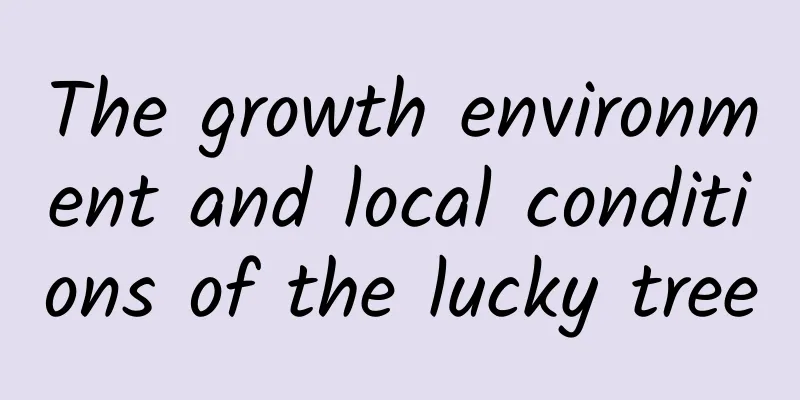 The growth environment and local conditions of the lucky tree