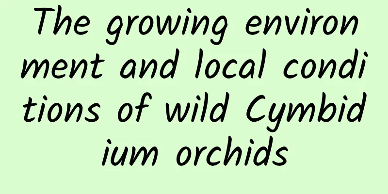 The growing environment and local conditions of wild Cymbidium orchids