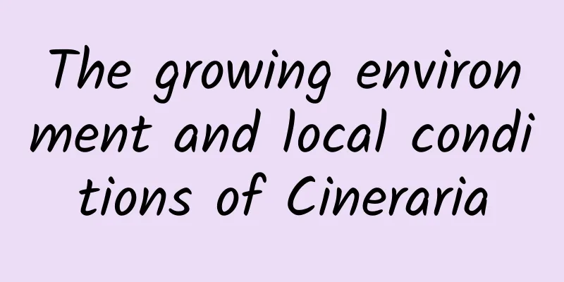 The growing environment and local conditions of Cineraria