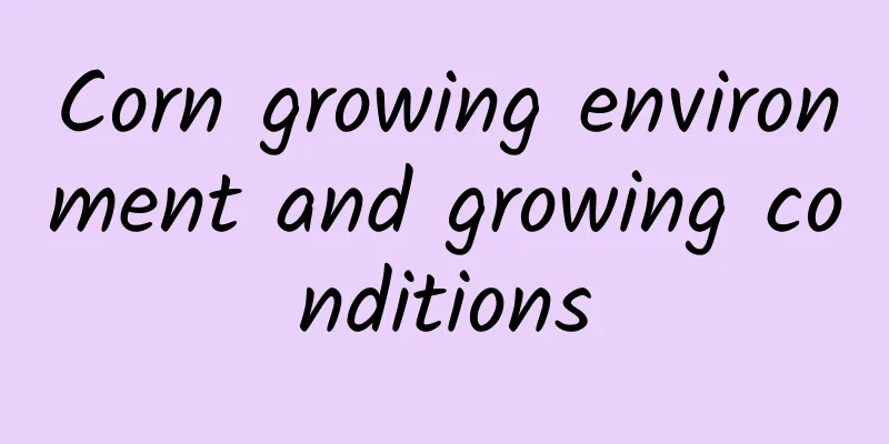 Corn growing environment and growing conditions