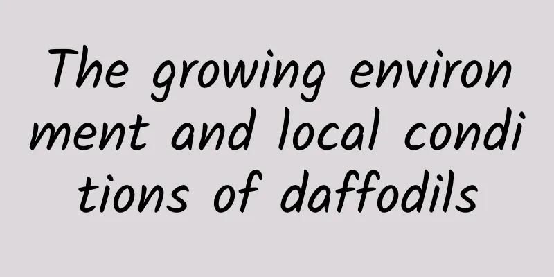 The growing environment and local conditions of daffodils
