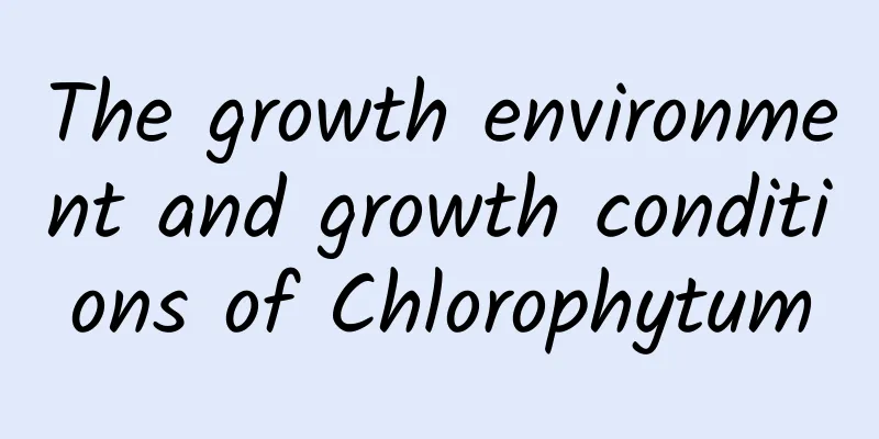 The growth environment and growth conditions of Chlorophytum