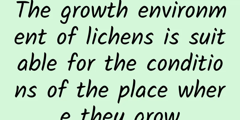 The growth environment of lichens is suitable for the conditions of the place where they grow