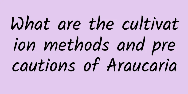 What are the cultivation methods and precautions of Araucaria