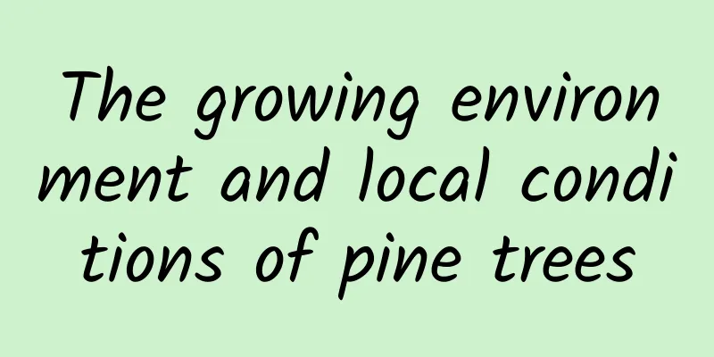 The growing environment and local conditions of pine trees