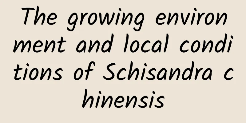 The growing environment and local conditions of Schisandra chinensis