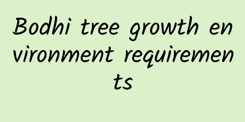 Bodhi tree growth environment requirements