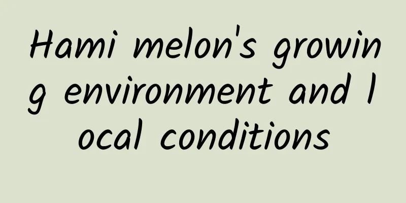 Hami melon's growing environment and local conditions