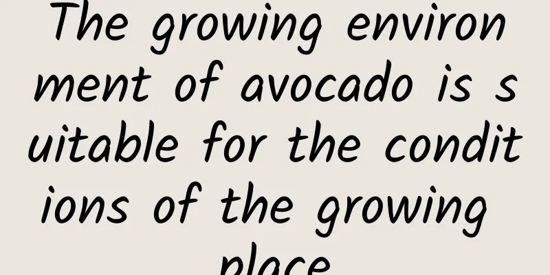 The growing environment of avocado is suitable for the conditions of the growing place