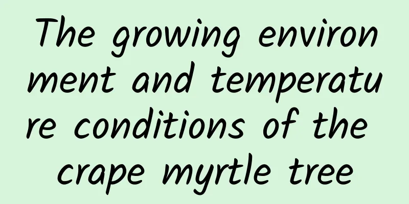 The growing environment and temperature conditions of the crape myrtle tree