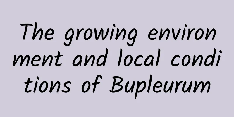 The growing environment and local conditions of Bupleurum