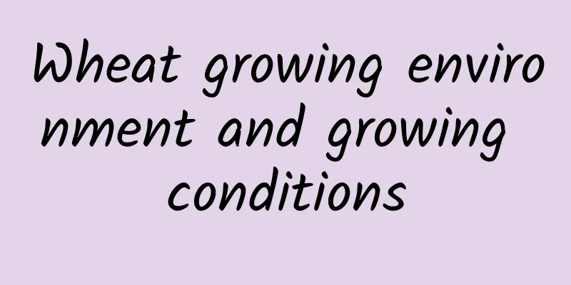 Wheat growing environment and growing conditions