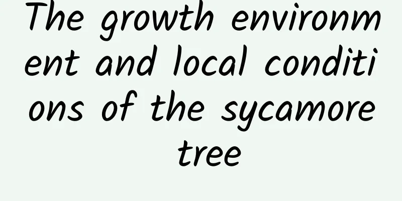 The growth environment and local conditions of the sycamore tree
