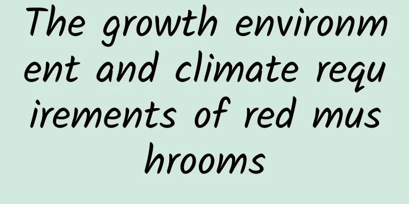 The growth environment and climate requirements of red mushrooms