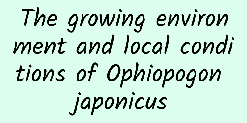 The growing environment and local conditions of Ophiopogon japonicus