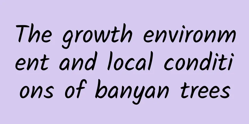 The growth environment and local conditions of banyan trees