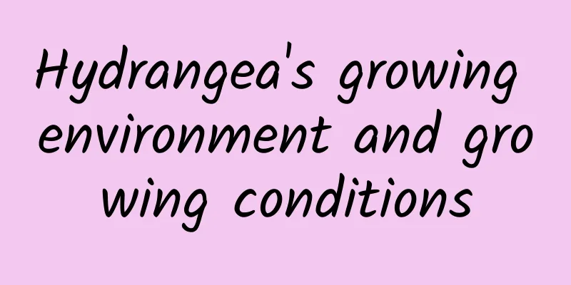 Hydrangea's growing environment and growing conditions