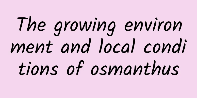 The growing environment and local conditions of osmanthus